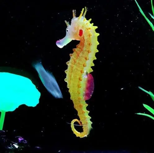 Украшения для аквариума - Милые украшения, реалистичные светящиеся в темноте морские коньки | Украшения для аквариума с рыбками, имитация рыбного декора для Livi - 1